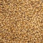 Orzo